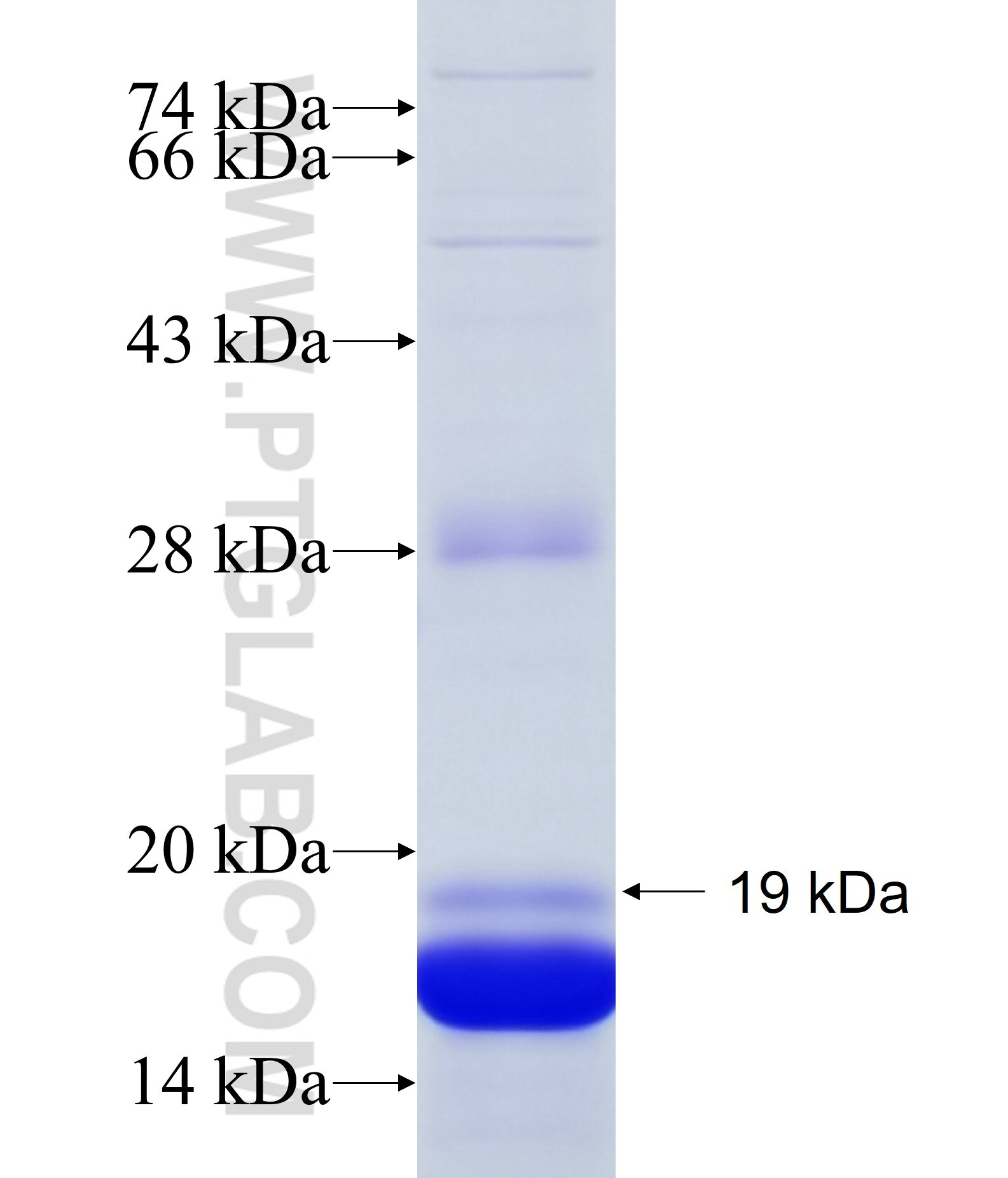 XCL1 fusion protein Ag24452 SDS-PAGE