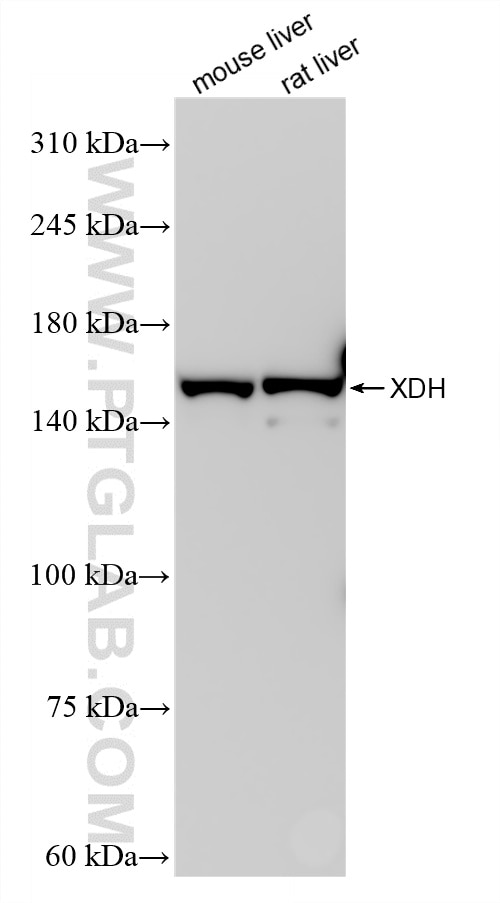 Western Blot (WB) analysis of various lysates using XDH Recombinant antibody (85206-3-RR)