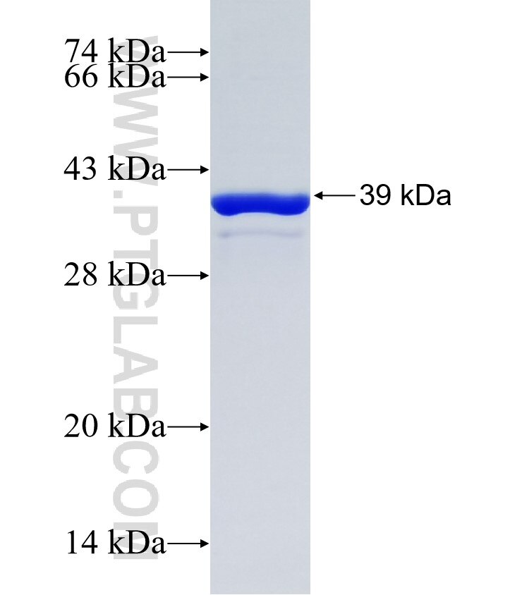 XG fusion protein Ag15888 SDS-PAGE