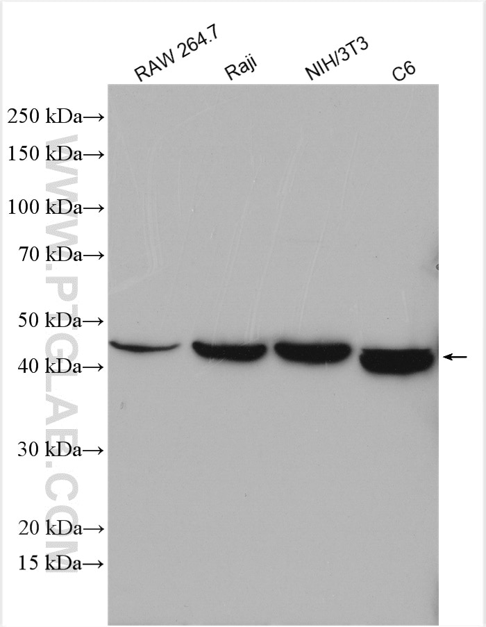 Western Blot (WB) analysis of various lysates using XIAP Polyclonal antibody (10037-1-Ig)