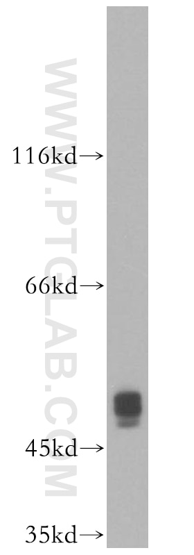 WB analysis of HepG2 using 10037-1-Ig