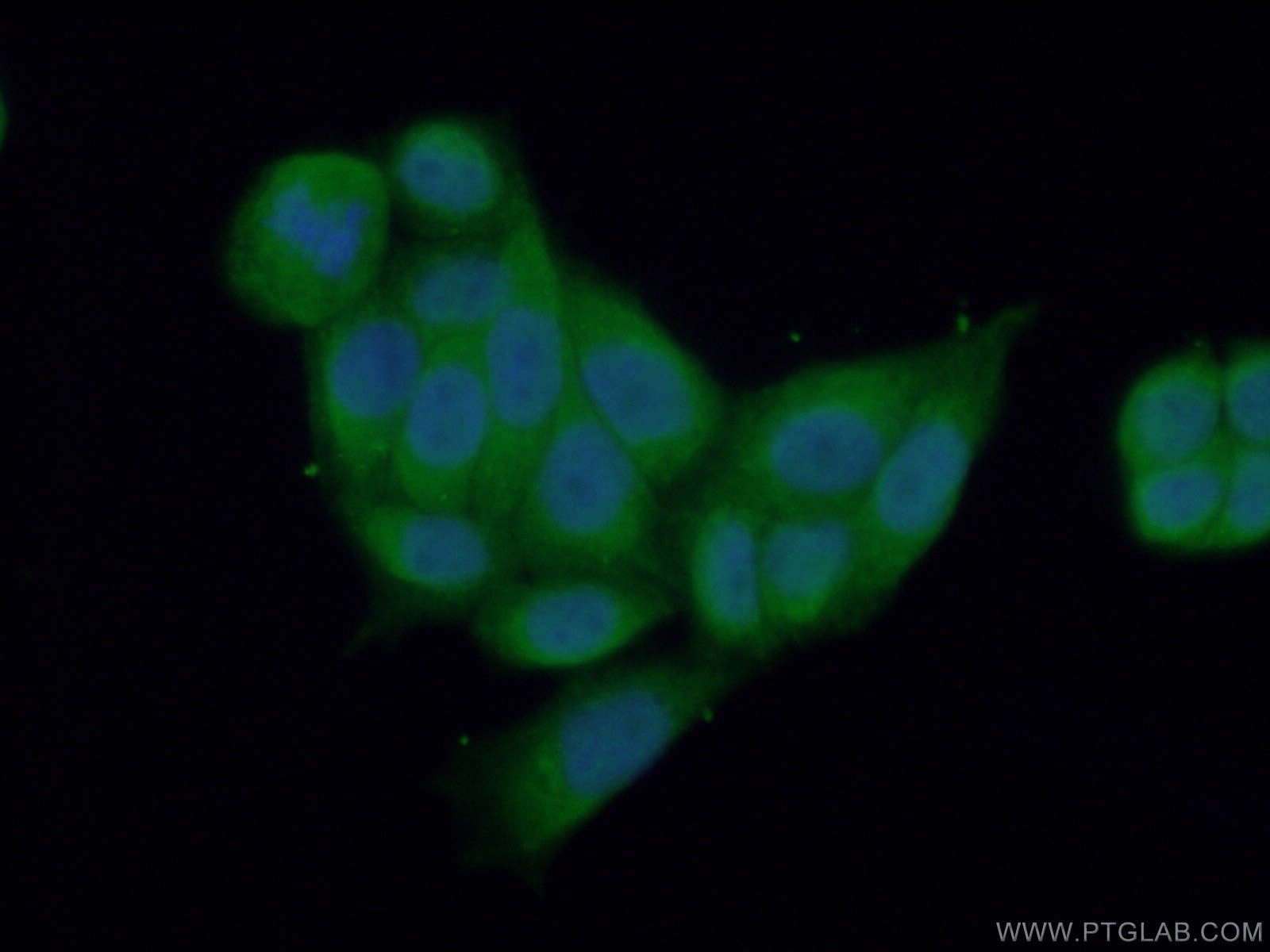 IF Staining of HeLa using 23453-1-AP