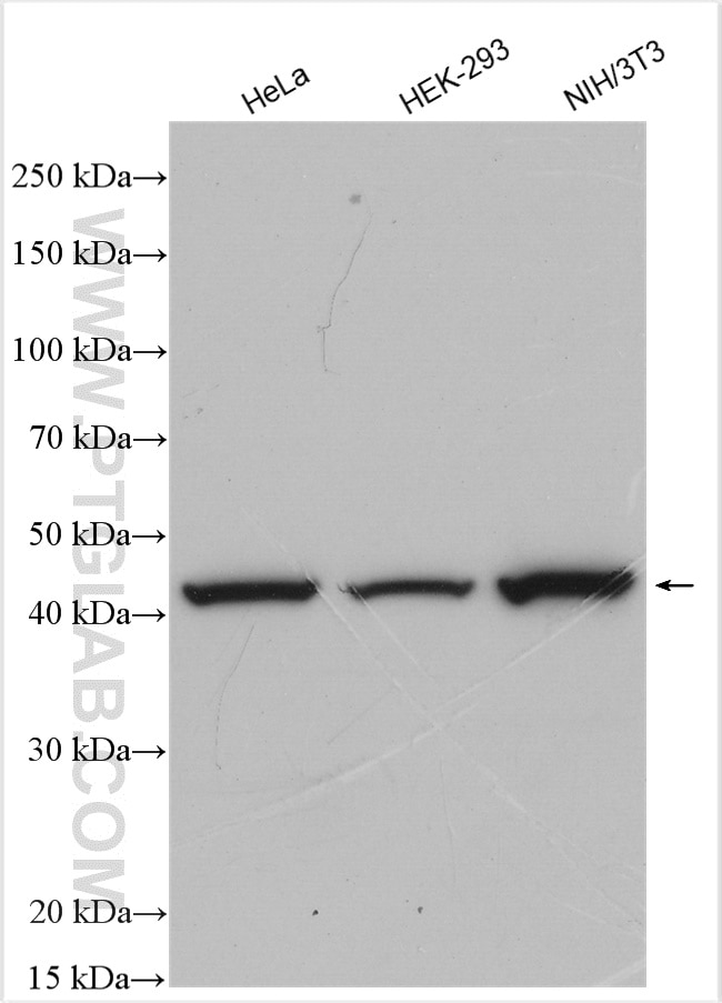 Western Blot (WB) analysis of various lysates using XIAP Polyclonal antibody (23453-1-AP)