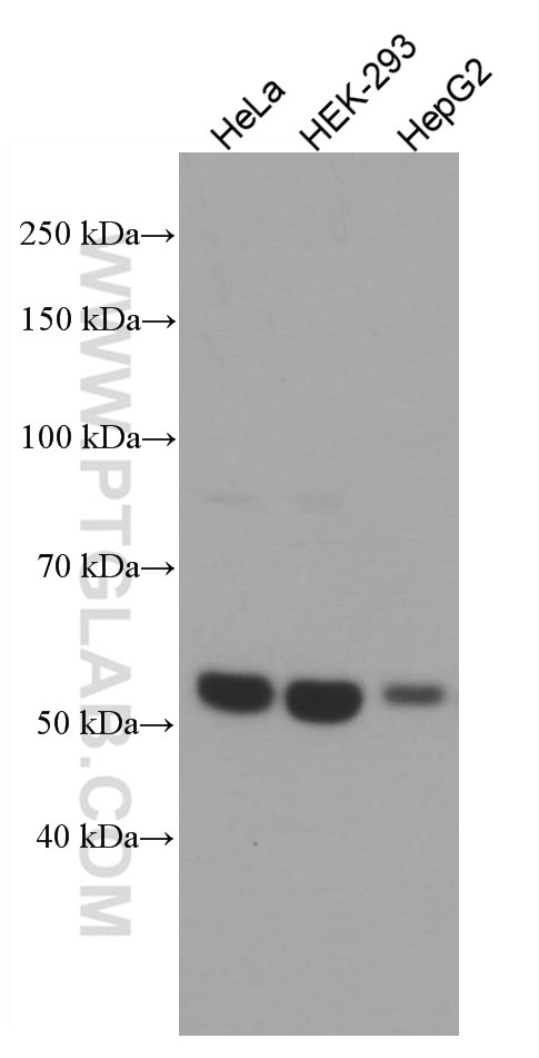 Western Blot (WB) analysis of various lysates using XIAP Monoclonal antibody (66800-1-Ig)