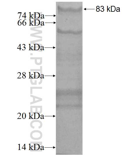 XIAP fusion protein Ag0725 SDS-PAGE