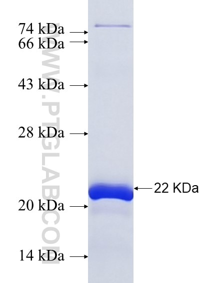 XIRP1 fusion protein Ag37013 SDS-PAGE