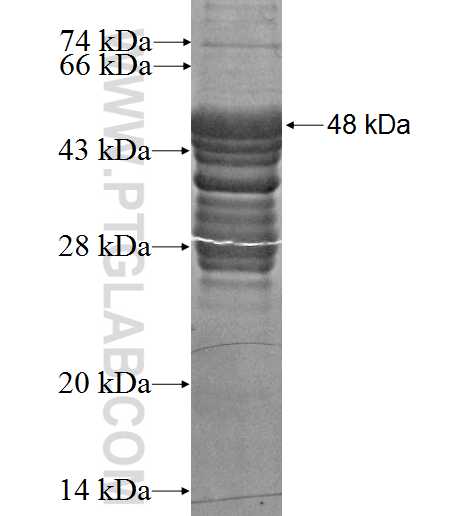 XIRP2 fusion protein Ag2515 SDS-PAGE