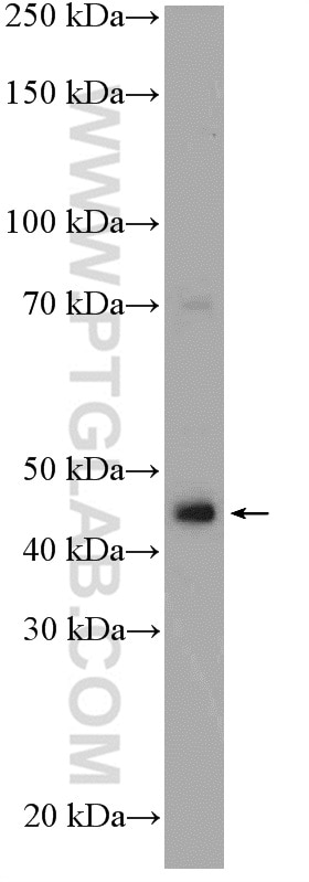 Western Blot (WB) analysis of MCF-7 cells using XK Polyclonal antibody (12830-1-AP)