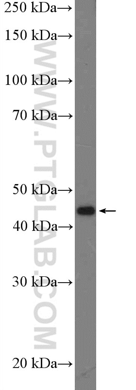 Western Blot (WB) analysis of mouse pancreas tissue using XK Polyclonal antibody (12830-1-AP)