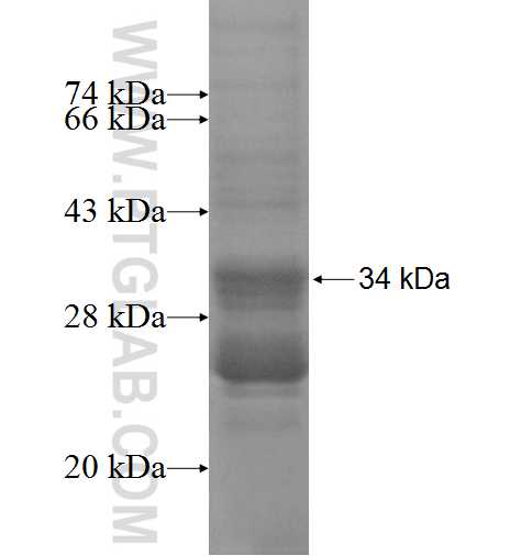 XK fusion protein Ag3550 SDS-PAGE