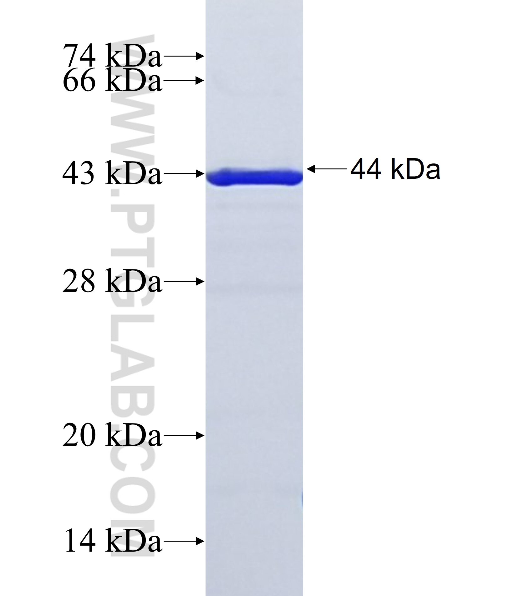 XKR4 fusion protein Ag38049 SDS-PAGE XKR4 fusion protein Ag38049 SDS-PAGE