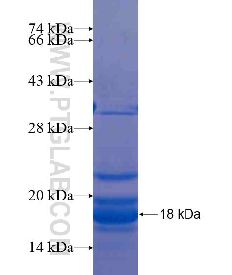 XKR6 fusion protein Ag21104 SDS-PAGE