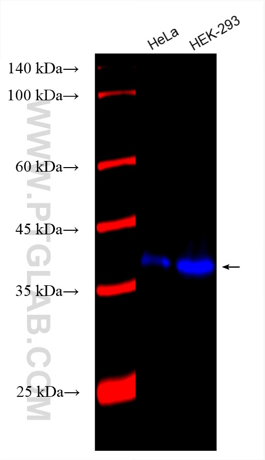 Western Blot (WB) analysis of various lysates using CoraLite® Plus 750-conjugated XLF Monoclonal antib (CL750-66552)