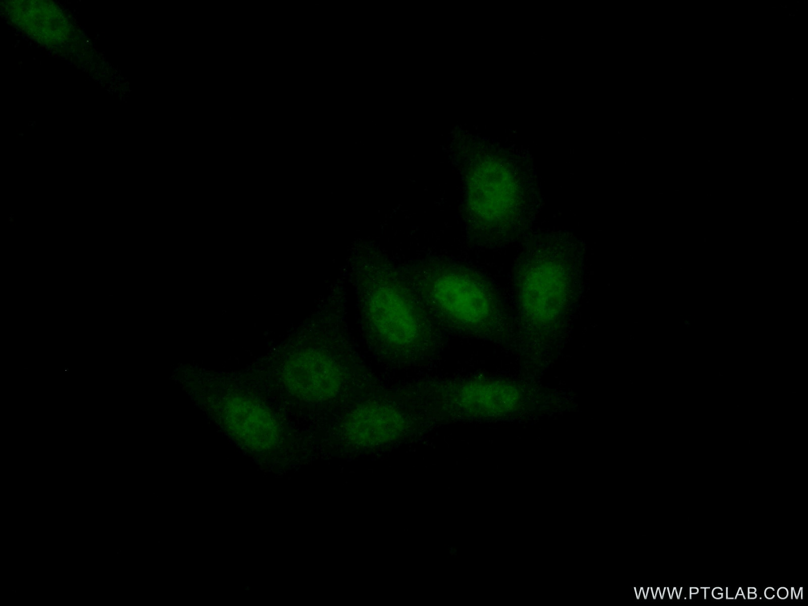 Immunofluorescence (IF) / fluorescent staining of HepG2 cells using XPA Polyclonal antibody (16462-1-AP)