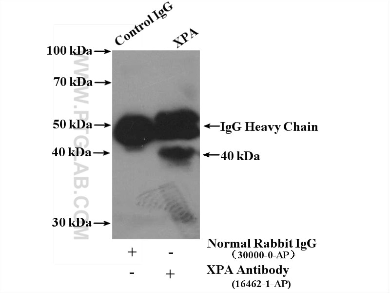 Immunoprecipitation (IP) experiment of L02 cells using XPA Polyclonal antibody (16462-1-AP)