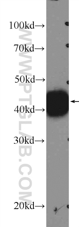 Western Blot (WB) analysis of L02 cells using XPA Polyclonal antibody (16462-1-AP)