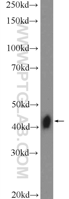 Western Blot (WB) analysis of L02 cells using XPA Polyclonal antibody (16462-1-AP)