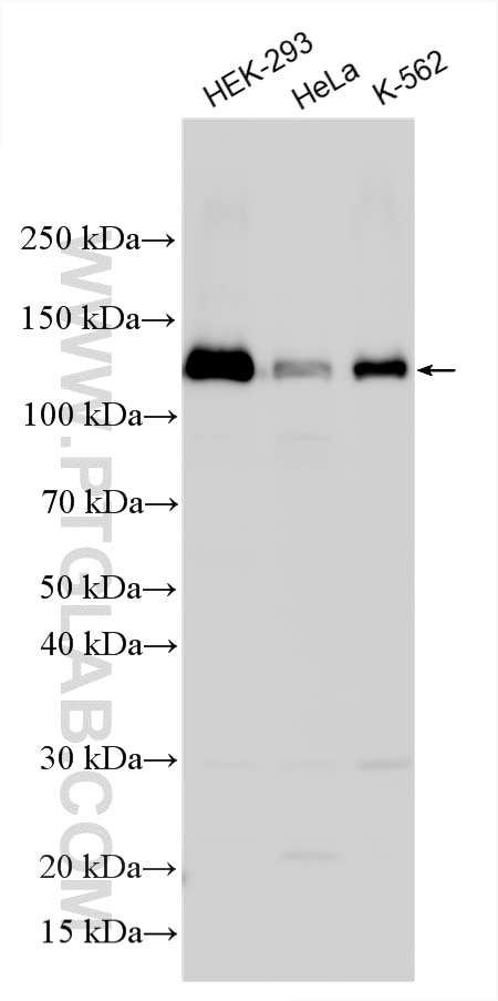 WB analysis using 33279-1-AP (same clone as 33279-1-PBS) Western Blot (WB) analysis of various lysates using XPC Polyclonal antibody (33279-1-AP)