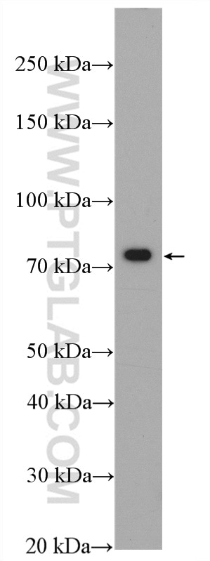 Western Blot (WB) analysis of mouse small intestine tissue using XPNPEP1 Polyclonal antibody (10661-1-AP)