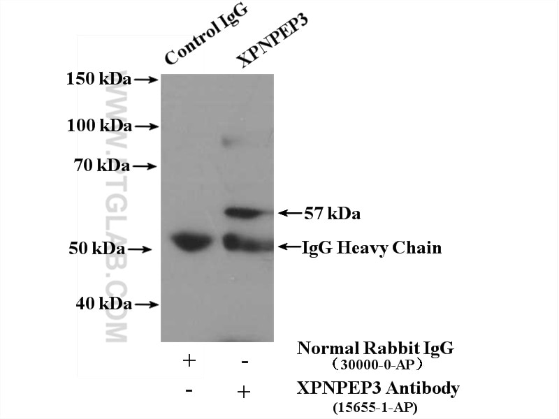 Immunoprecipitation (IP) experiment of PC-3 cells using XPNPEP3 Polyclonal antibody (15655-1-AP)