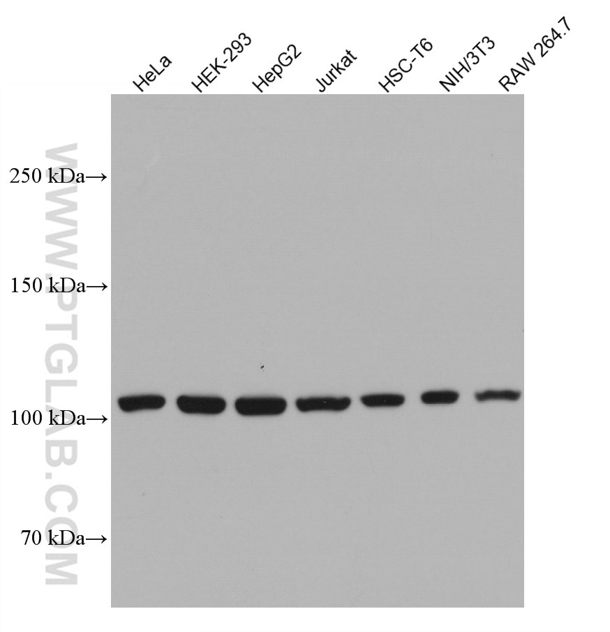 Western Blot (WB) analysis of various lysates using CRM1 Monoclonal antibody (66763-1-Ig)