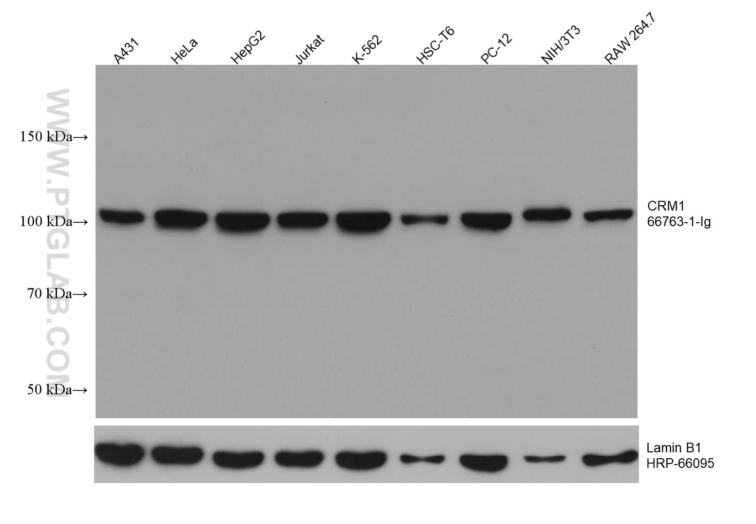 Western Blot (WB) analysis of various lysates using CRM1 Monoclonal antibody (66763-1-Ig)