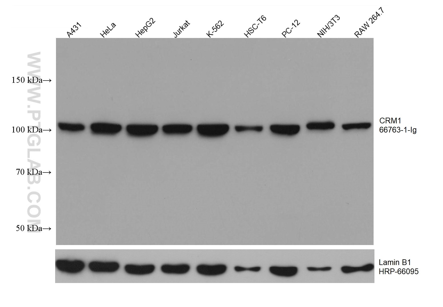 WB analysis using 66763-1-Ig