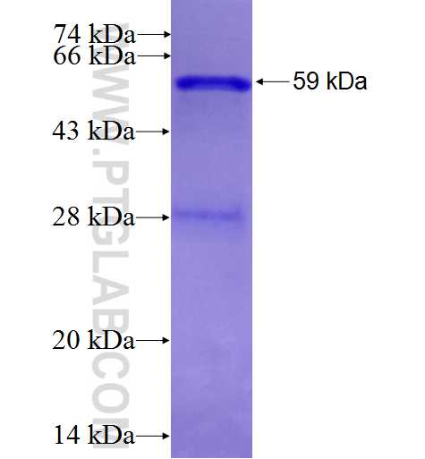 XPO1 fusion protein Ag3488 SDS-PAGE