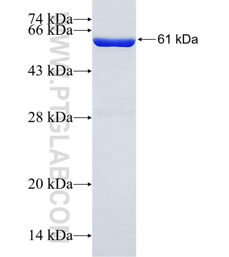 XPO4 fusion protein Ag21845 SDS-PAGE