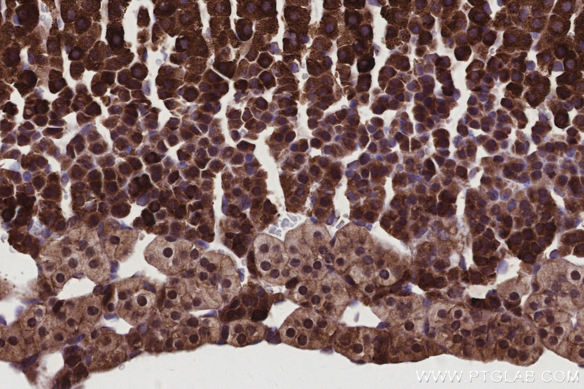 IHC staining of mouse adrenal gland using 28628-1-AP Immunohistochemistry (IHC) staining of mouse adrenal gland tissue using XPO5 Polyclonal antibody (28628-1-AP)