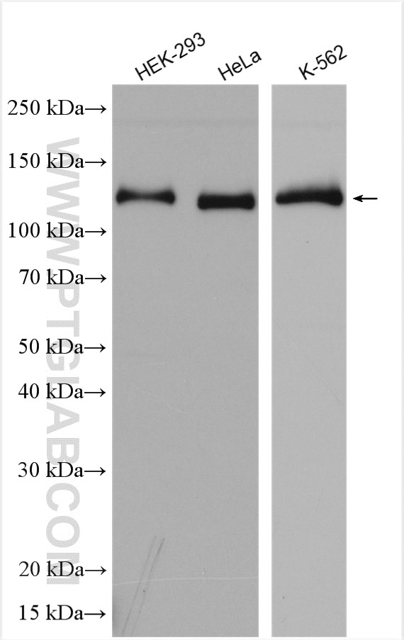 Western Blot (WB) analysis of various lysates using XPO5 Polyclonal antibody (28628-1-AP)