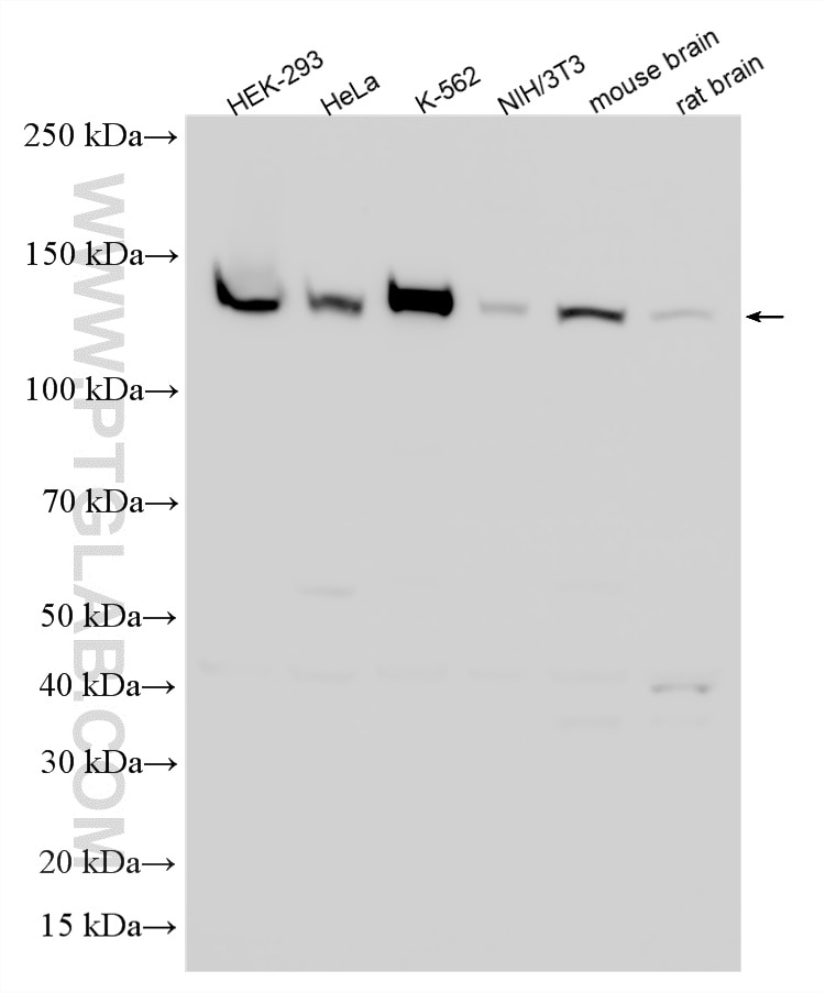 Western Blot (WB) analysis of various lysates using XPO5 Polyclonal antibody (28628-1-AP)