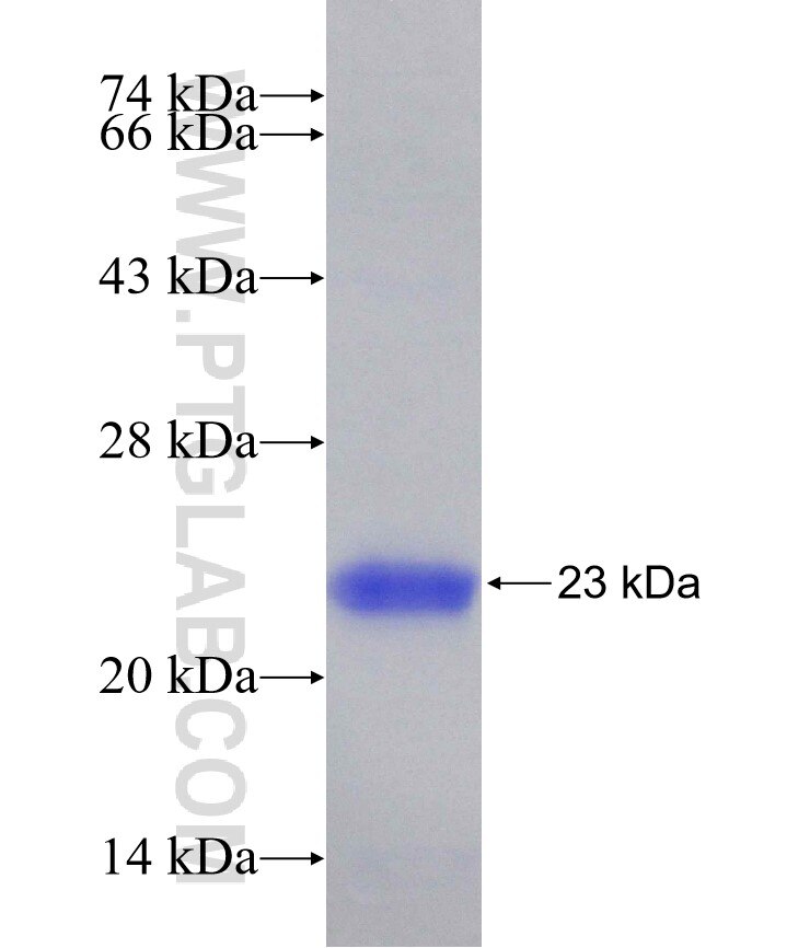 XPO5 fusion protein Ag24282 SDS-PAGE