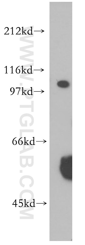 Western Blot (WB) analysis of K-562 cells using XPO7 Polyclonal antibody (12980-1-AP)