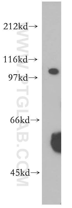 WB analysis of K-562 using 12980-1-AP