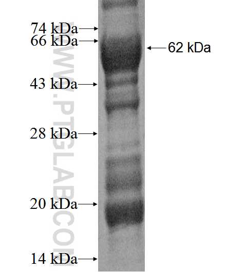 XPOT fusion protein Ag3256 SDS-PAGE