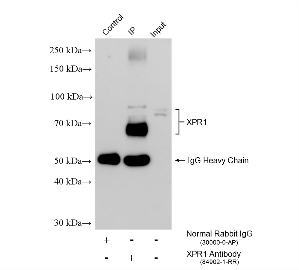 Immunoprecipitation (IP) experiment of Jurkat cells using XPR1 Recombinant monoclonal antibody (84902-1-RR)
