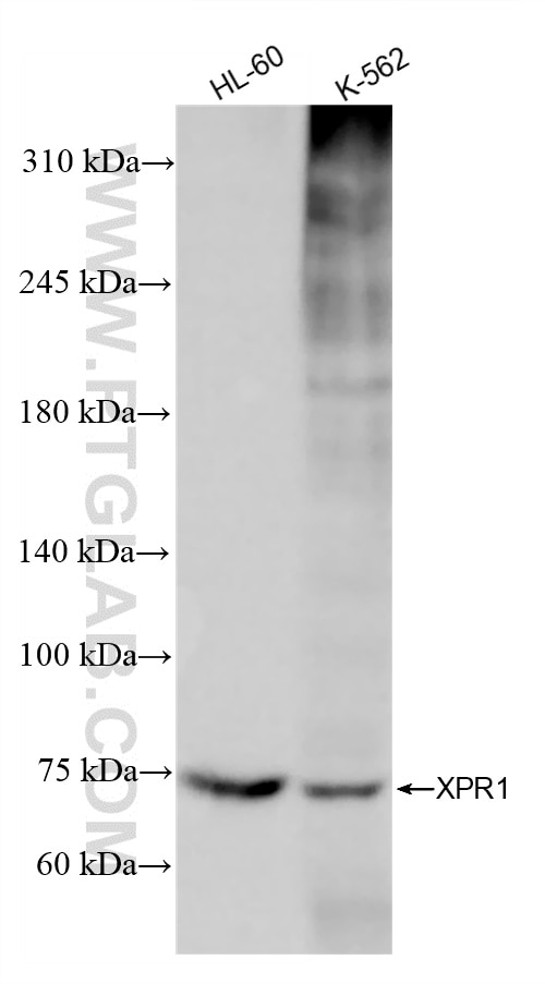 Western Blot (WB) analysis of various lysates using XPR1 Recombinant antibody (84902-1-RR)
