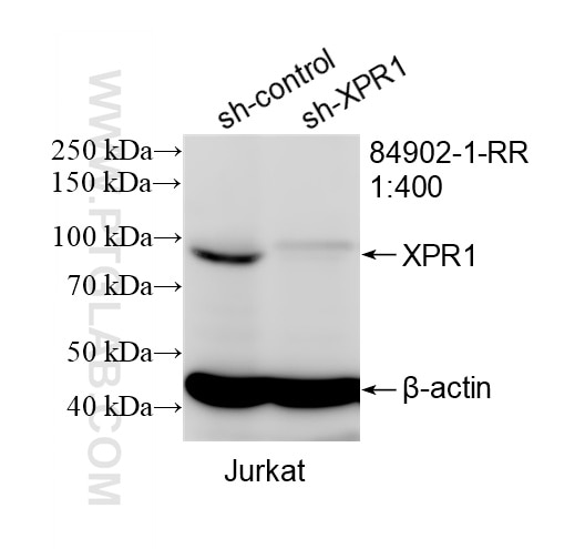 WB result of XPR1 antibody (84902-1-RR; 1:400; incubated at room temperature for 1.5 hours) with sh-Control and sh-XPR1 transfected Jurkat cells. Western Blot (WB) analysis of Jurkat cells using XPR1 Recombinant monoclonal antibody (84902-1-RR)