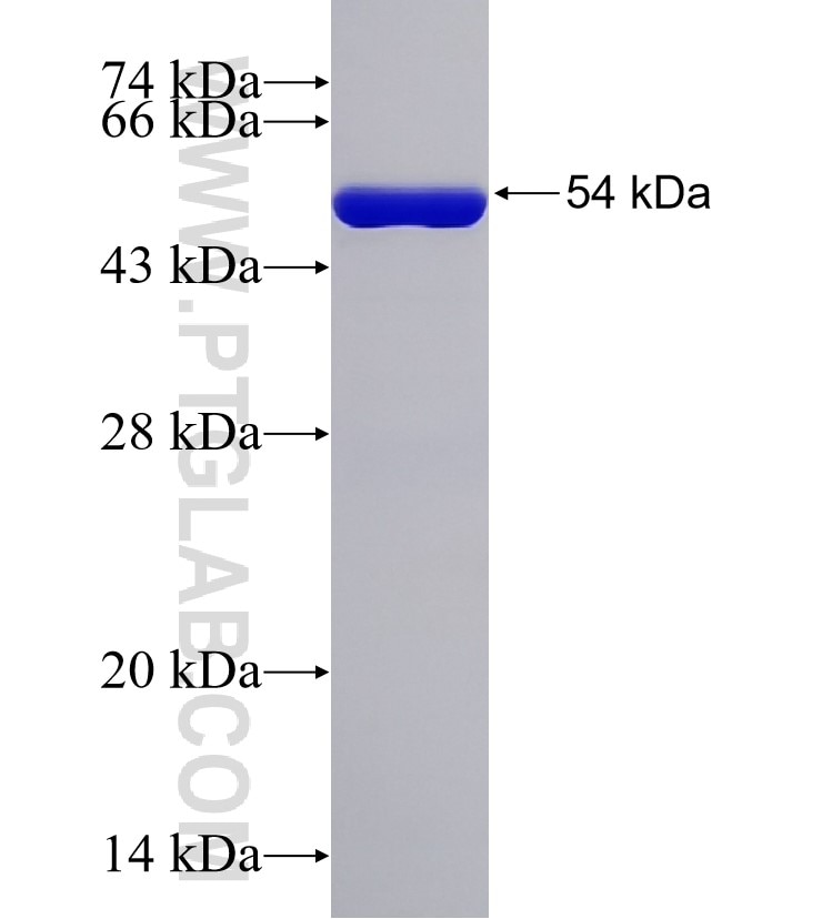 XPR1 fusion protein Ag5373 SDS-PAGE