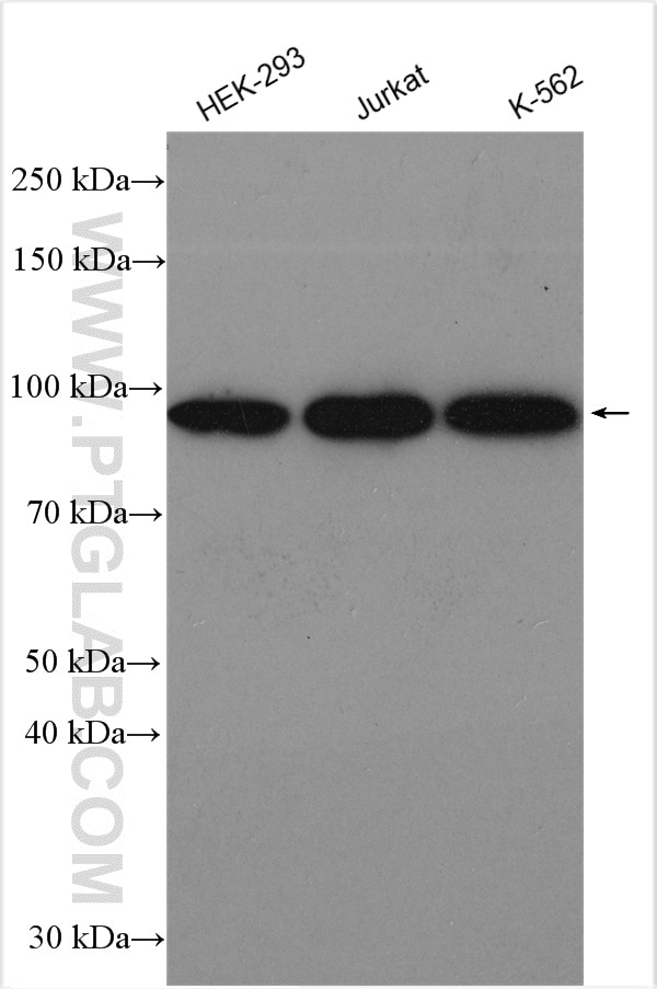 Western Blot (WB) analysis of various lysates using XRCC1 Polyclonal antibody (21468-1-AP)
