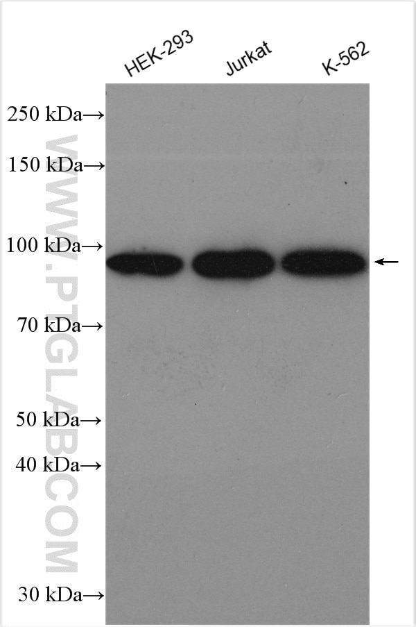 WB analysis using 21468-1-AP