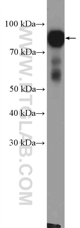 Western Blot (WB) analysis of K-562 cells using XRCC1 Polyclonal antibody (21468-1-AP)