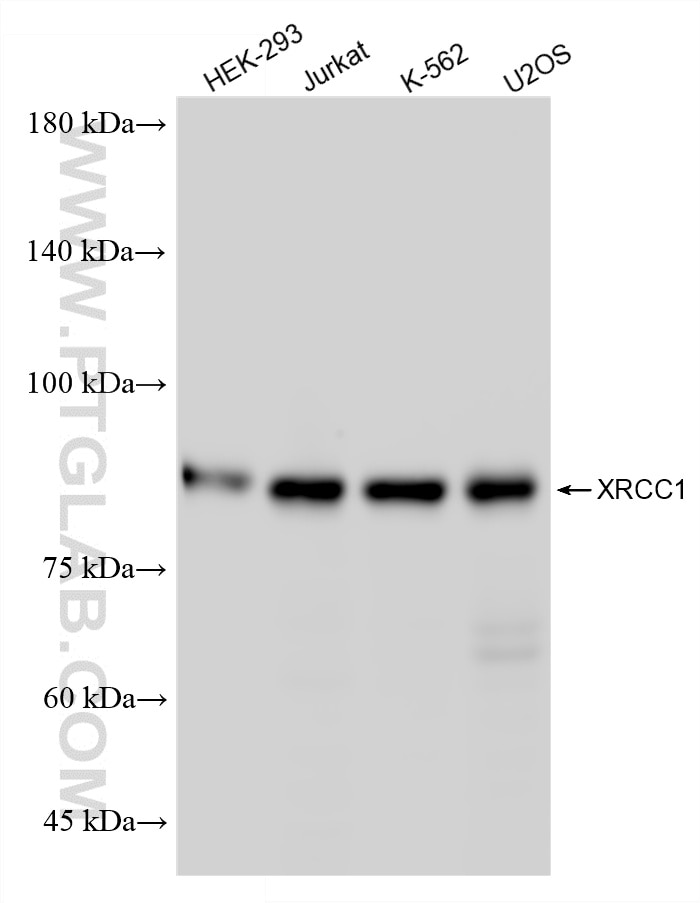 WB analysis using 87251-1-RR Western Blot (WB) analysis of various lysates using XRCC1 Recombinant monoclonal antibody (87251-1-RR)