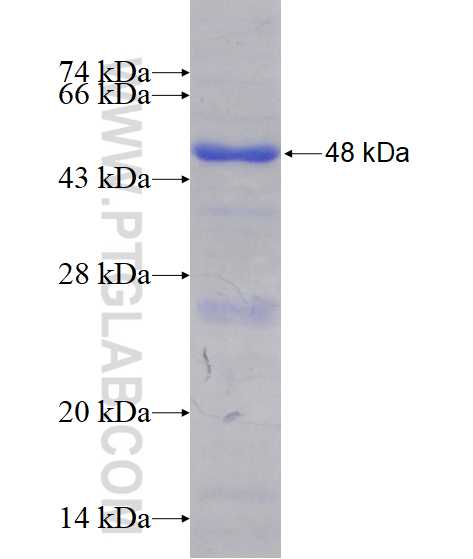 XRCC1 fusion protein Ag15172 SDS-PAGE