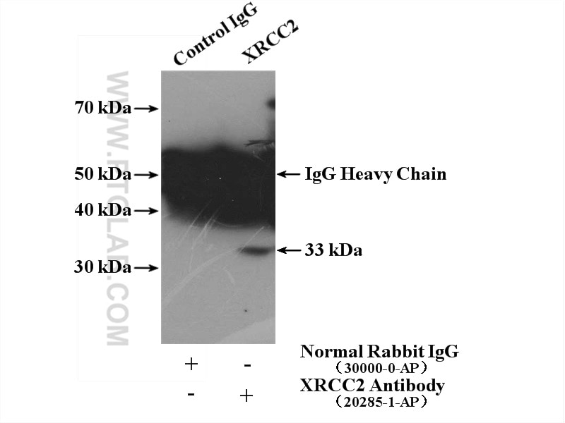 Immunoprecipitation (IP) experiment of K-562 cells using XRCC2 Polyclonal antibody (20285-1-AP)