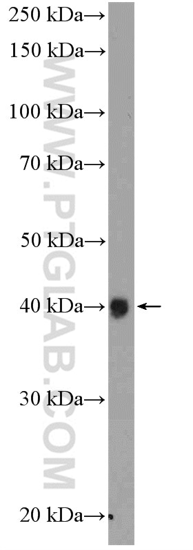 Western Blot (WB) analysis of K-562 cells using XRCC2 Polyclonal antibody (20285-1-AP)