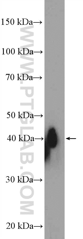Western Blot (WB) analysis of HEK-293 cells using XRCC2 Polyclonal antibody (20285-1-AP)