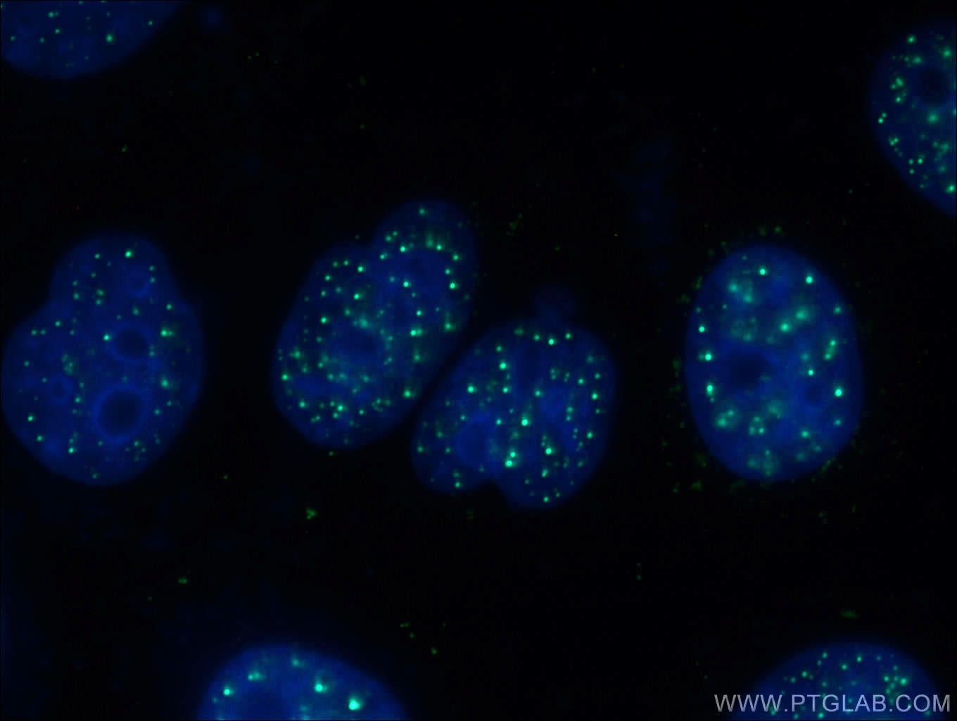 Immunofluorescence (IF) / fluorescent staining of HepG2 cells using XRCC2 Monoclonal antibody (66652-1-Ig)