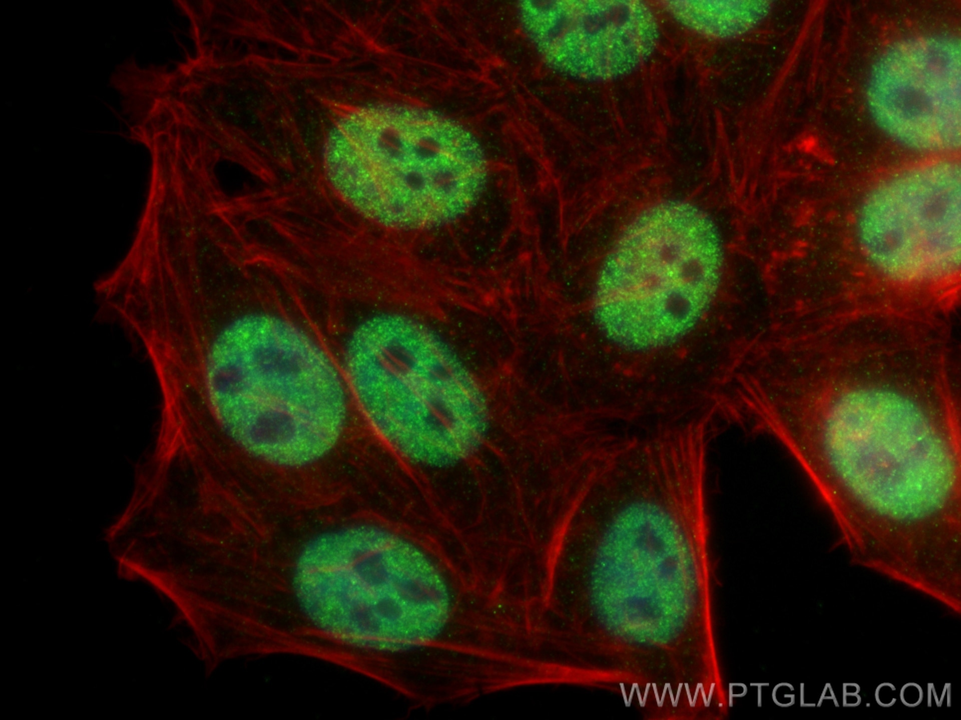 Immunofluorescence (IF) / fluorescent staining of HepG2 cells using XRCC2 Monoclonal antibody (66652-1-Ig)